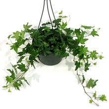 Load image into Gallery viewer, Ivy, 8in Hanging Basket