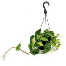 Load image into Gallery viewer, Philodendron, 6in HB, Brasil