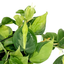 Load image into Gallery viewer, Philodendron, 6in HB, Brasil