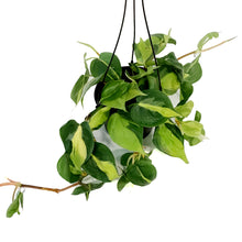 Load image into Gallery viewer, Philodendron, 6in HB, Brasil