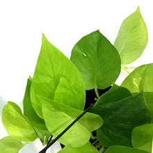 Load image into Gallery viewer, Pothos, 6in HB, Neon