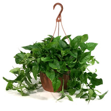 Load image into Gallery viewer, Pothos, 10in HB, Emerald