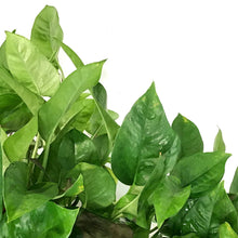 Load image into Gallery viewer, Pothos, 10in HB, Emerald