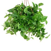 Load image into Gallery viewer, Pothos, 10in HB, Emerald