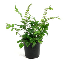 Load image into Gallery viewer, Fern, 4in, Sickle