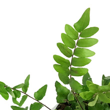 Load image into Gallery viewer, Fern, 4in, Sickle