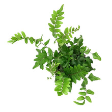 Load image into Gallery viewer, Fern, 4in, Sickle