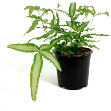 Load image into Gallery viewer, Fern, 4in, Ribbon