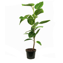 Load image into Gallery viewer, Ficus,8in, Altissima Yellow Gem
