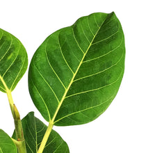 Load image into Gallery viewer, Ficus,8in, Altissima Yellow Gem