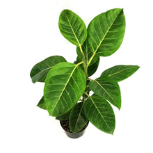 Load image into Gallery viewer, Ficus,8in, Altissima Yellow Gem