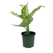 Load image into Gallery viewer, Dieffenbachia, 4in, Amy