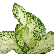 Load image into Gallery viewer, Dieffenbachia, 4in, Amy