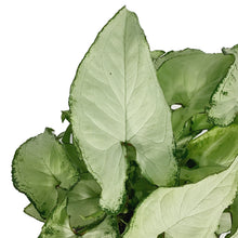 Load image into Gallery viewer, Syngonium, 4in, Holly