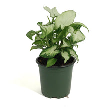 Load image into Gallery viewer, Syngonium, 4in, Holly