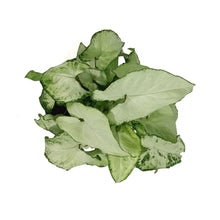 Load image into Gallery viewer, Syngonium, 4in, Holly