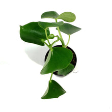 Load image into Gallery viewer, Peperomia, 4in, Raindrop