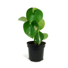 Load image into Gallery viewer, Peperomia, 4in, Raindrop
