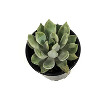 Load image into Gallery viewer, Succulent, 3.5in, Echeveria Machete