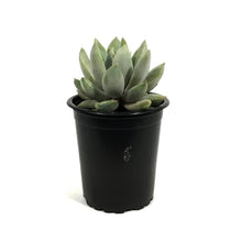 Load image into Gallery viewer, Succulent, 3.5in, Echeveria Machete