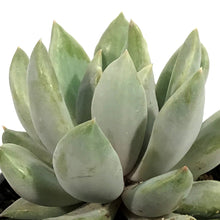 Load image into Gallery viewer, Succulent, 3.5in, Echeveria Machete