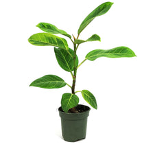 Load image into Gallery viewer, Ficus, 4in, Altissima Yellow Gem