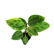 Load image into Gallery viewer, Ficus, 4in, Altissima Yellow Gem