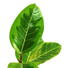 Load image into Gallery viewer, Ficus, 4in, Altissima Yellow Gem