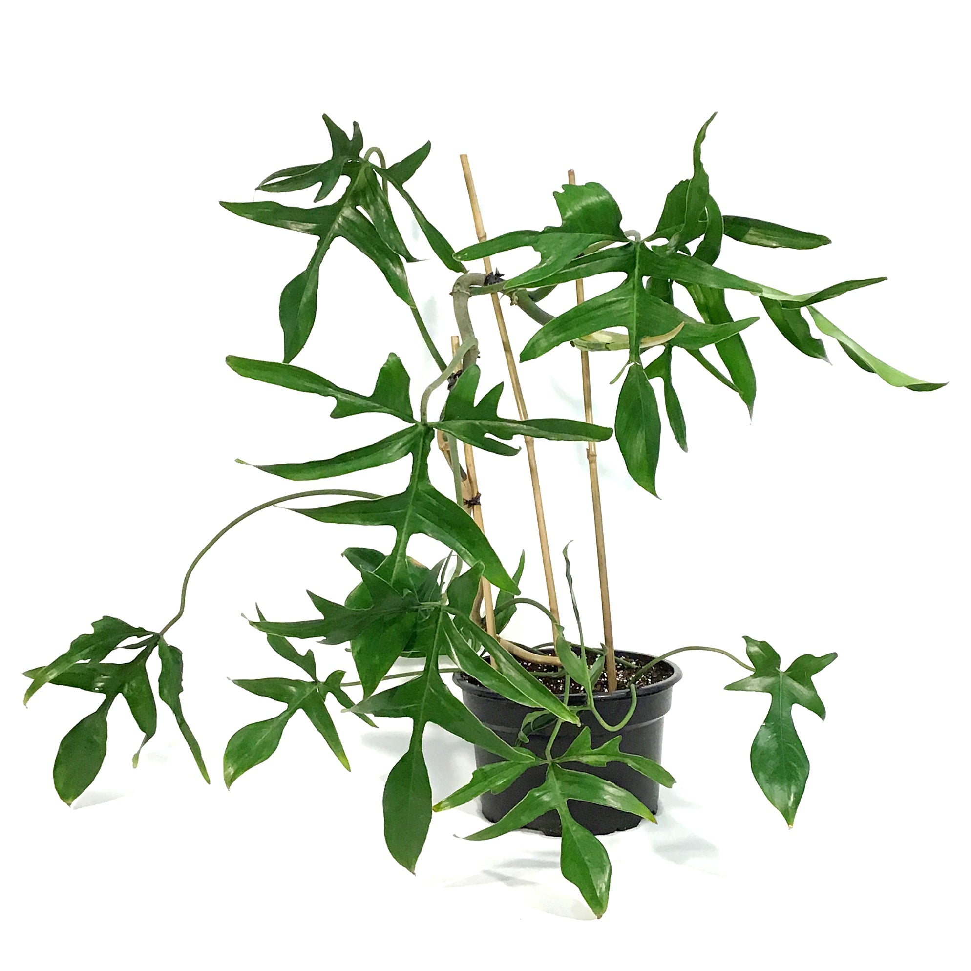 Philodendron, 8in, Glad Hands – Floral Acres Greenhouse & Garden Centre