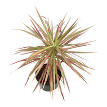 Load image into Gallery viewer, Dracaena, 8in, Colorama Bush