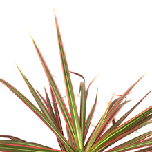 Load image into Gallery viewer, Dracaena, 8in, Colorama Bush