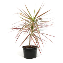 Load image into Gallery viewer, Dracaena, 8in, Colorama Bush