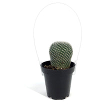 Load image into Gallery viewer, Cactus, 9cm, Mammillaria
