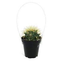 Load image into Gallery viewer, Cactus, 9cm, Ferocactus Glaucescens 'Blue Barrel'