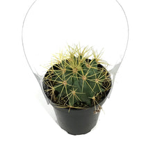 Load image into Gallery viewer, Cactus, 9cm, Ferocactus Glaucescens 'Blue Barrel'