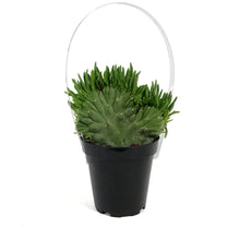 Load image into Gallery viewer, Cactus, 9cm, Opuntia Subulata "eve's needle"