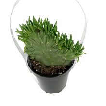 Load image into Gallery viewer, Cactus, 9cm, Opuntia Subulata "eve's needle"