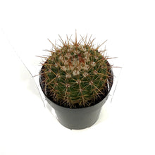 Load image into Gallery viewer, Cactus, 2.5in, NotocactusRoseoluteus