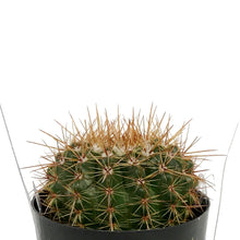 Load image into Gallery viewer, Cactus, 2.5in, NotocactusRoseoluteus
