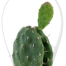 Load image into Gallery viewer, Cactus, 2.5in, Opuntia 'Johnson's Hybrid'
