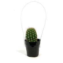 Load image into Gallery viewer, Cactus, 2.5in, Trichocereus