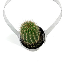 Load image into Gallery viewer, Cactus, 2.5in, Trichocereus
