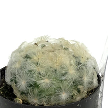 Load image into Gallery viewer, Cactus, 2.5in, Mammillaria Plumosa
