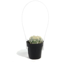 Load image into Gallery viewer, Cactus, 2.5in, Mammillaria Plumosa