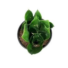 Load image into Gallery viewer, Sansevieria, 6in, Hahnii Black Jade