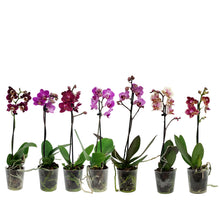 Load image into Gallery viewer, Orchid, 3.5in, Phalaenopsis Single Spike