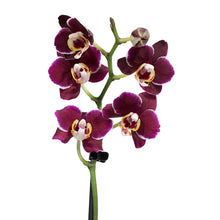 Load image into Gallery viewer, Orchid, 3.5in, Phalaenopsis Single Spike