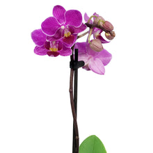 Load image into Gallery viewer, Orchid, 3.5in, Phalaenopsis Single Spike