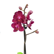 Load image into Gallery viewer, Orchid, 3.5in, Phalaenopsis Single Spike