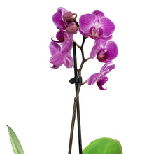 Load image into Gallery viewer, Orchid, 3.5in, Phalaenopsis Single Spike